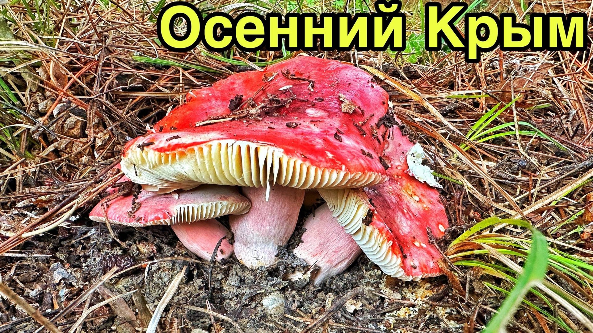 КРЫМ БЕЗ ТОЛП туристов! Чернореченский каньон, тайны крымской природы. Собрали сыроежки. Крым 2025 смотреть онлайн