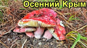 КРЫМ БЕЗ ТОЛП туристов! Чернореченский каньон, тайны крымской природы. Собрали сыроежки. Крым 2025