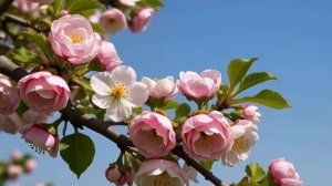 Футаж. Цветущая ветка яблони.