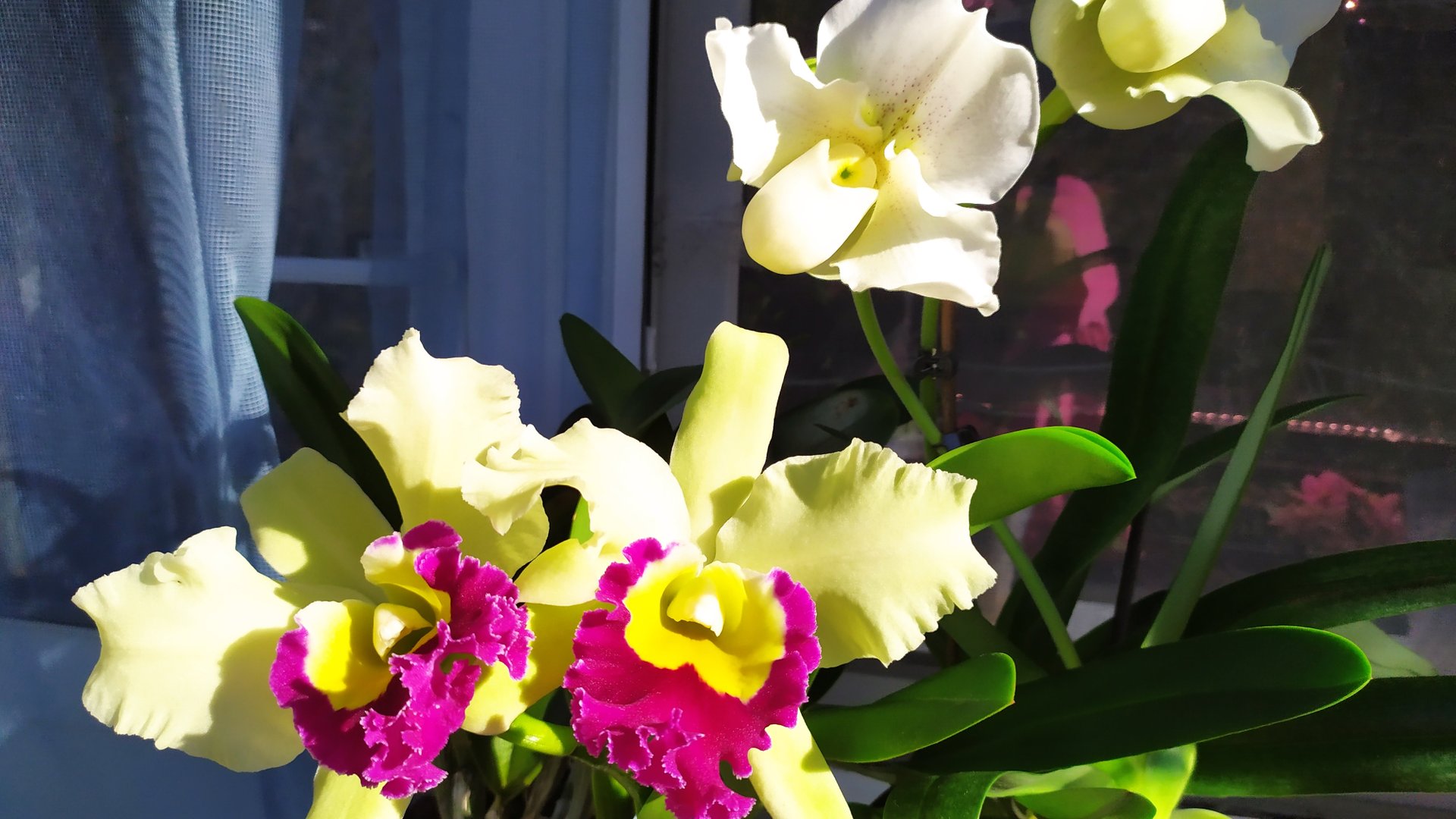 Домашние цветение орхидей. Каттлея и пафиопедилум White Lady. смотреть онлайн