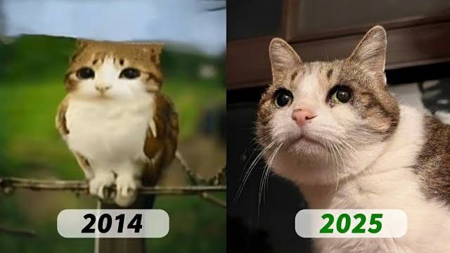 КОТИКИ МЕМЫ ЭВОЛЮЦИЯ! ТОГДА И СЕЙЧАС ЛЕГЕНДАРНЫЕ КОТЯРЫ МЕМЫ ГДЕ ОНИ СЕЙЧАС?? А??? ААА?????? смотреть онлайн