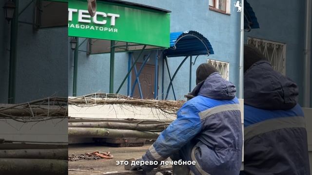 🌳 Во Владимире продолжаются работы по озеленению! смотреть онлайн