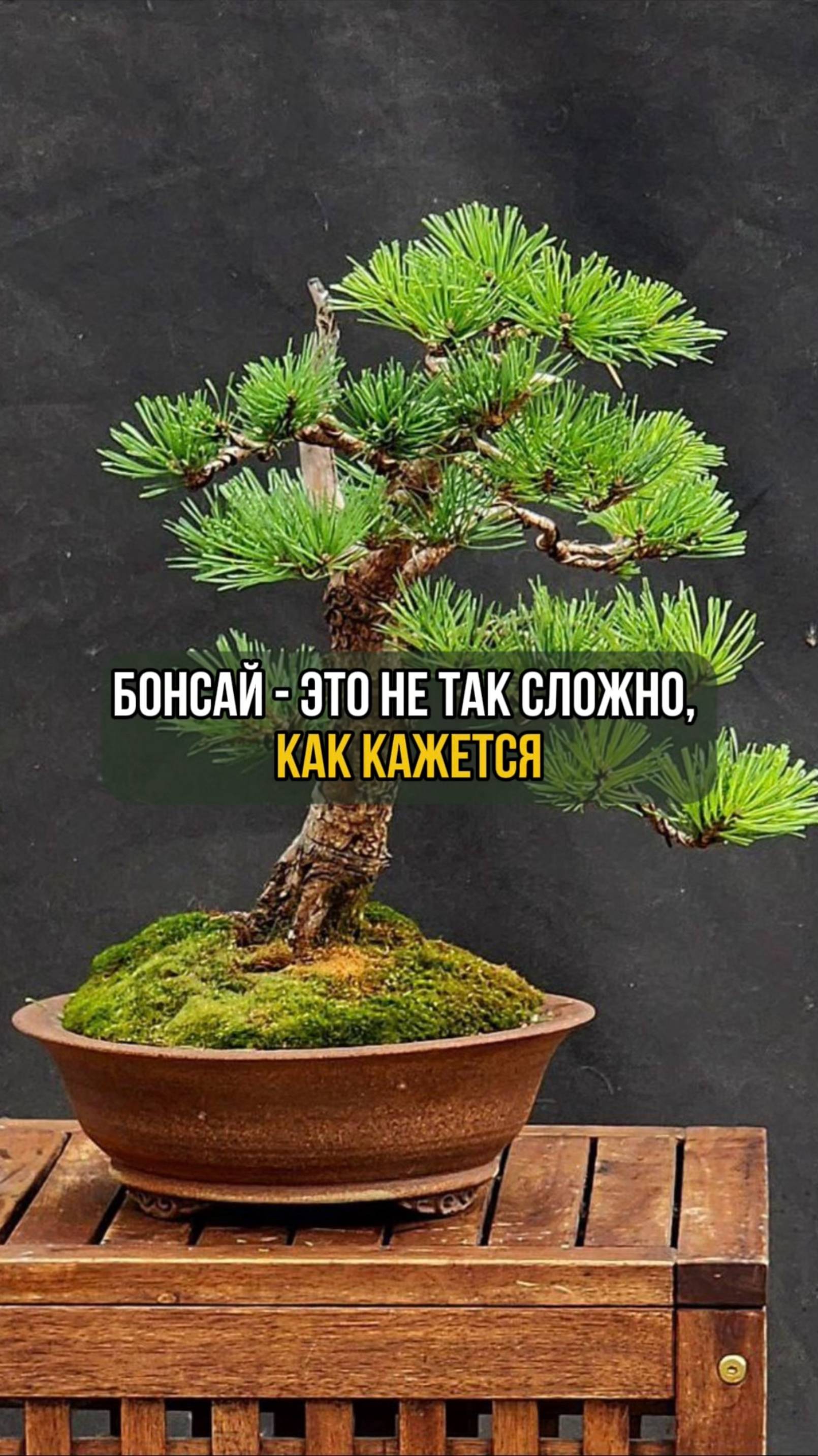 Бонсай - это не так сложно, как кажется смотреть онлайн