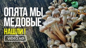 ОПЯТА МЫ МЕДОВЫЕ НАШЛИ !  13 ноября 2025 года Сбор опят медовых, Armillaria mellea.