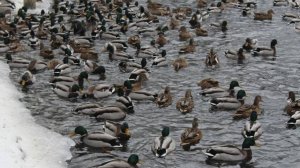 Зимующие водоплавающие птицы