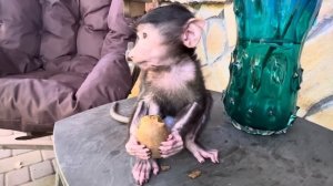 Так МИЛО! Мы вышли из дома и Анфиса ЗАЛЕЗЛА на ОКНО и стала нам стучать, чтобы ее забрали)))