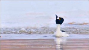 Брачный танец птицы Гоголь