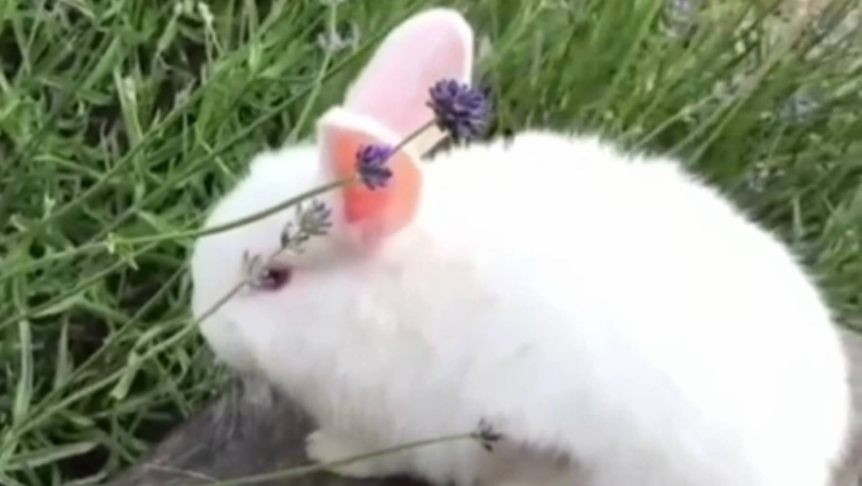 Я был когда-то маленький...🐇 смотреть онлайн