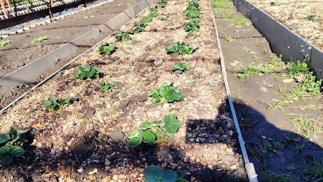 28-10-2025 осенняя посадка клубники