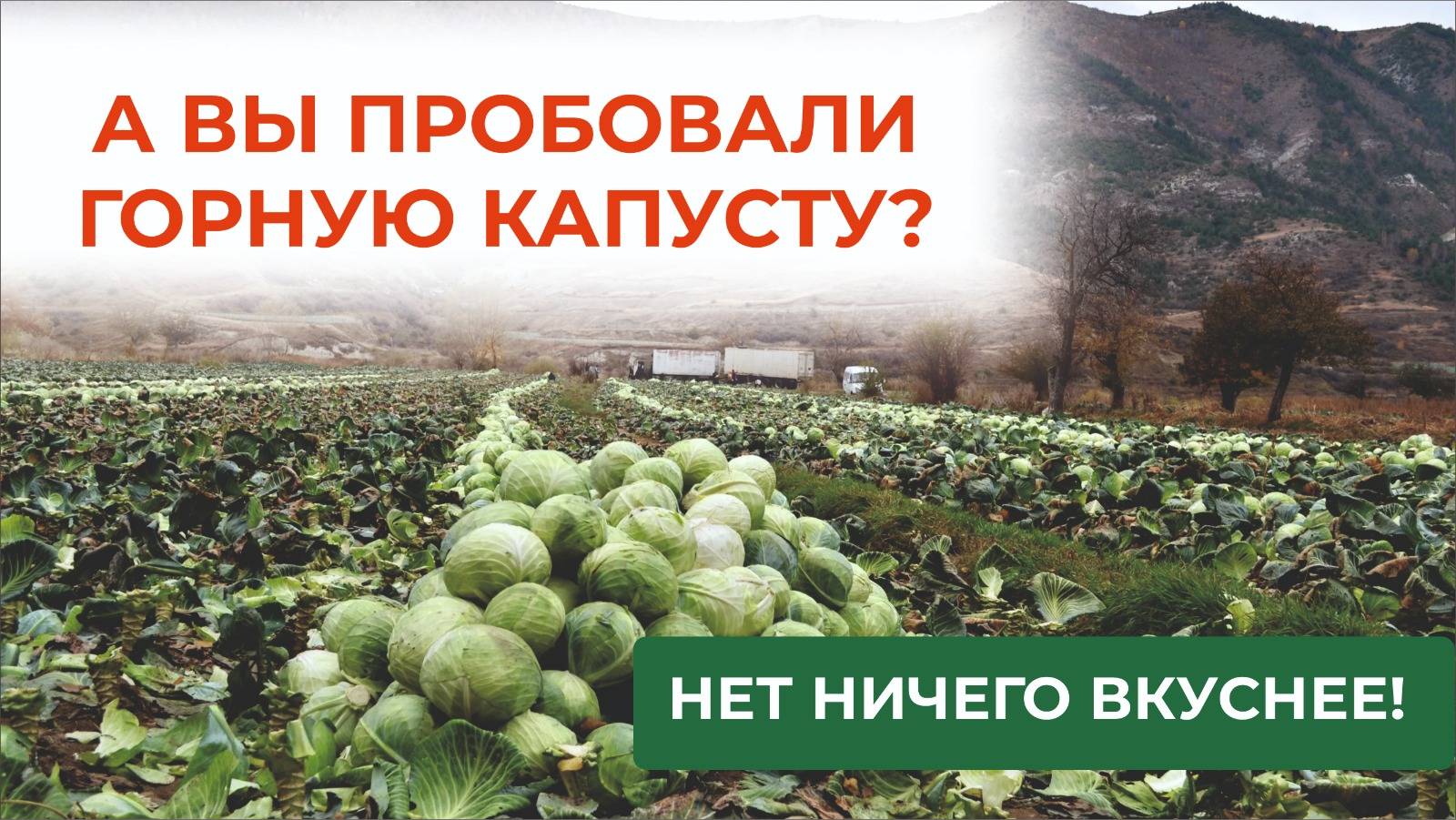 Горные, отличные кочаны капусты выросли в Дагестане. Смотрите, как! смотреть онлайн