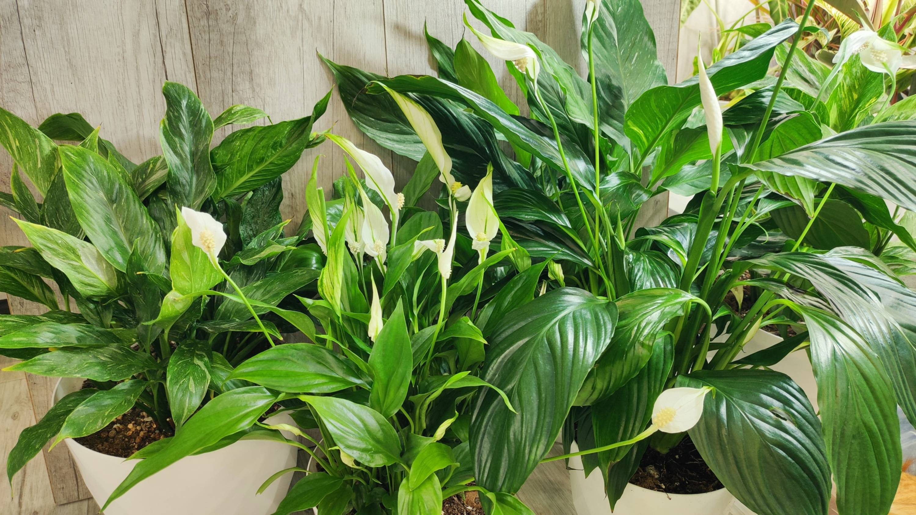 МАЛО КТО ЗНАЕТ что ТОЛЬКО ТАКИМ СПОСОБОМ СПАТИФИЛЛУМ ЗАЦВЕТЕТ смотреть онлайн