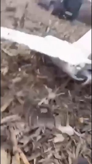 "Вот, почему мы живём меньше," — заметил один из комбайнёров, глядя на небо.