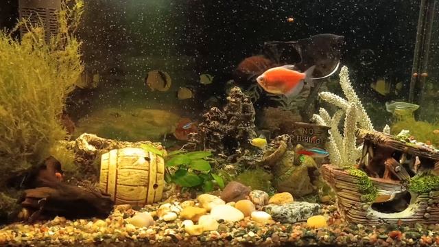 Таймлапс аквариума, 15х смотреть онлайн
