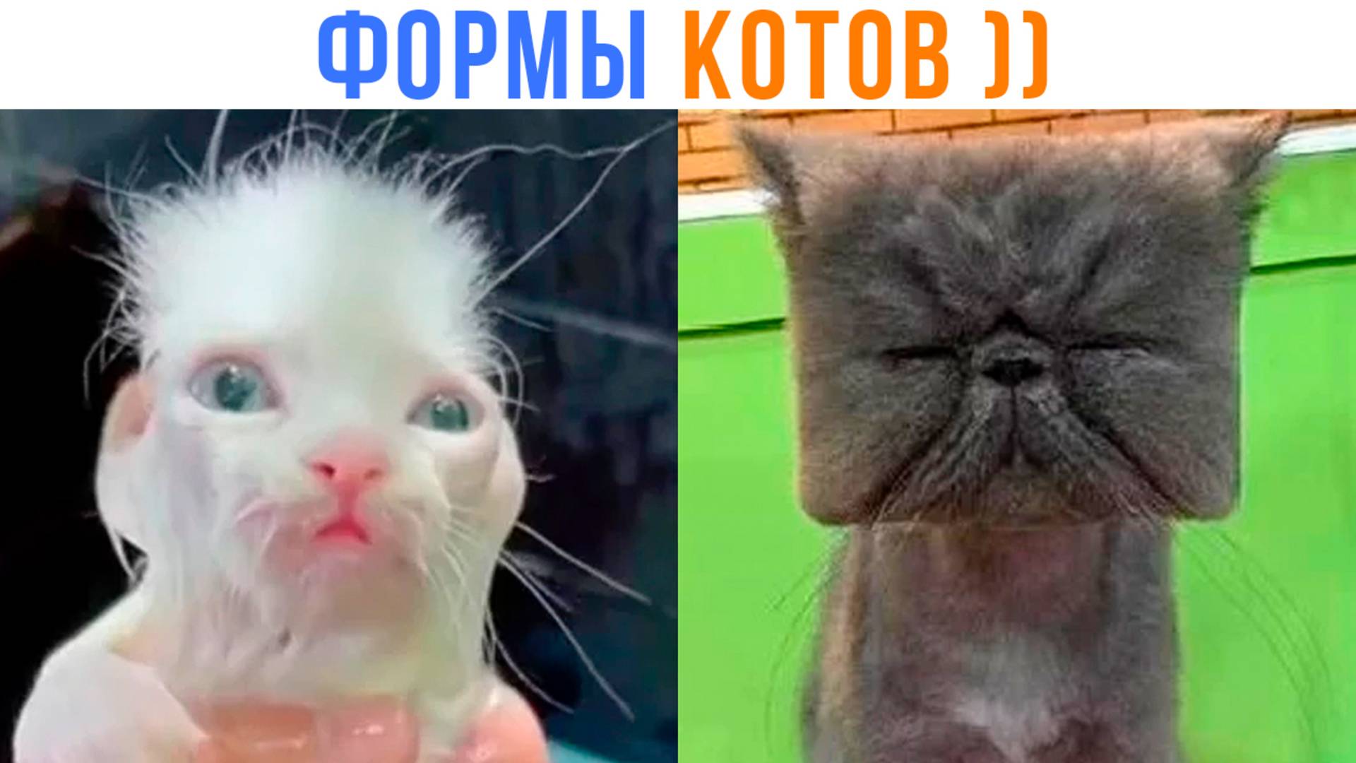 ФОРМЫ КОТОВ ))) Приколы | Мемозг 1679 смотреть онлайн