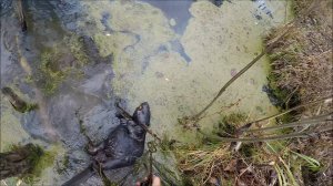 Охота на бобра. Бобр в капкане КП 600Х320(Будни охотника и рыбака)