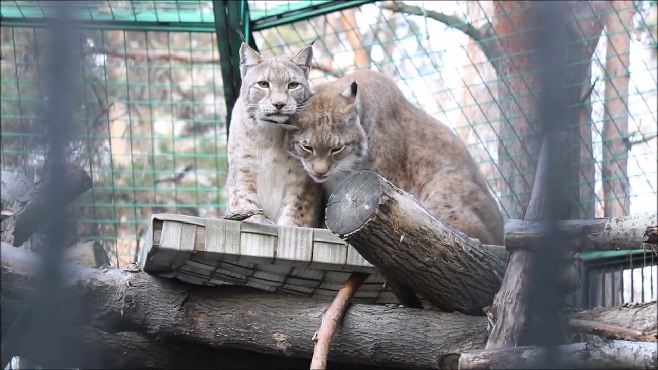Сибирские рыси. Лекс помыл свою Бусинку и прилёг отдохнуть 27.10.2025 смотреть онлайн