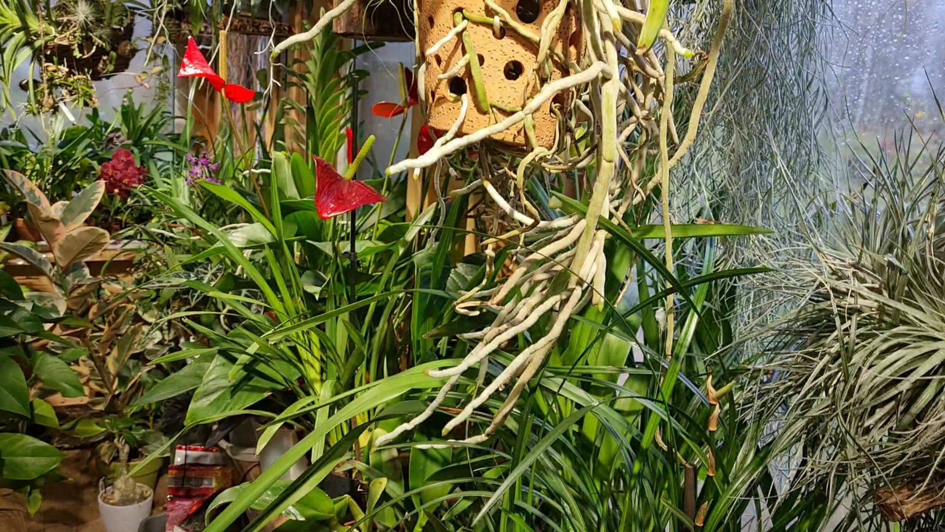 Развлечения в непогоду, оазис Совиного Дола и ослепительный вечер смотреть онлайн