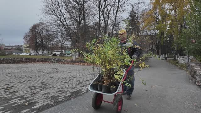 На Лебединском ГОКе появилась «Аллея волонтёров» смотреть онлайн