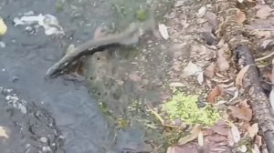 Рефтинское водохранилище.
Конец  Октября . Щука и окунь .