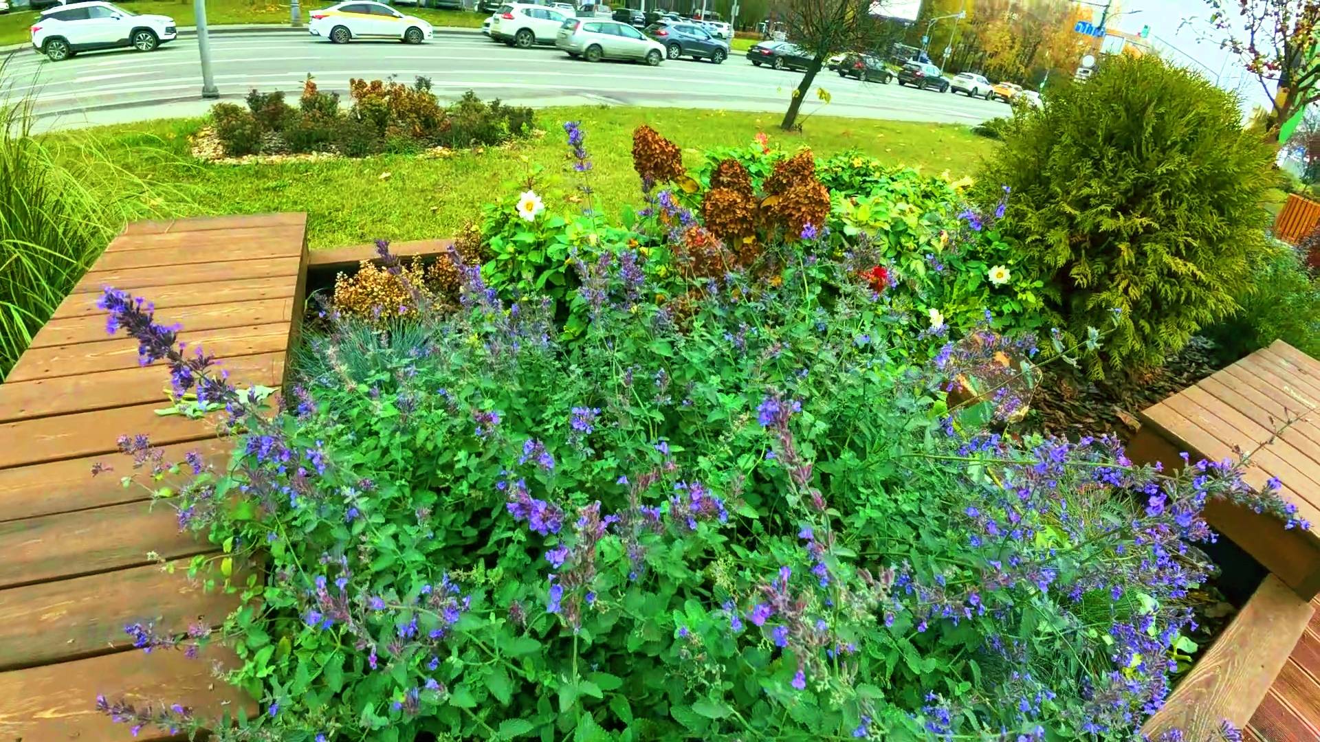 Осенние клумбы. Нагулялась! смотреть онлайн