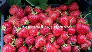 Чудесный сад Ирины. Земляника садовая крупноплодная Сирия