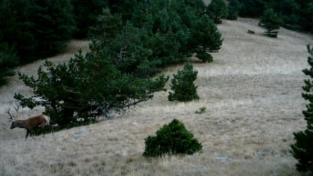Рёв оленя благородного. смотреть онлайн