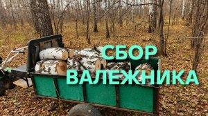 Сбор валежник сегодня удачный полный прицеп получился
