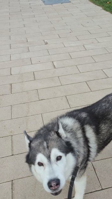 VID_20251027_095602.mp4 Артист и модель 🙌💖😇 смотреть онлайн