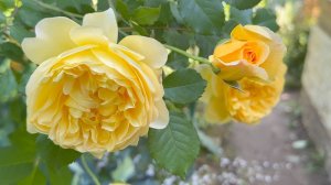 Июль в Саду 5 июля 2025 часть 3