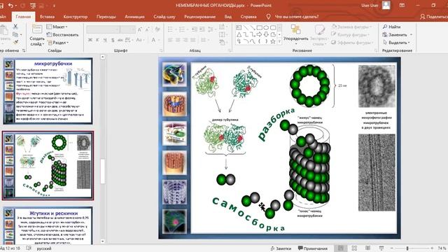 немембранные органоиды смотреть онлайн