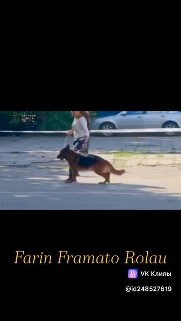 FARIN Framato Rolau, 9 лет 3 месяца. (BOLT Del Colle Guasco — HAGGY Framato Rolau) смотреть онлайн