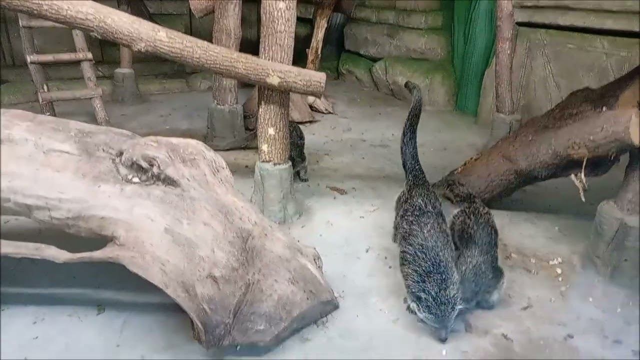 Бинтуронги. Малыши ходят хвостиком за мамой 27.10.2025 смотреть онлайн