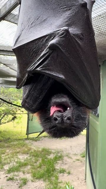 Наступила осень. Похолодало. Пора утепляться. смотреть онлайн