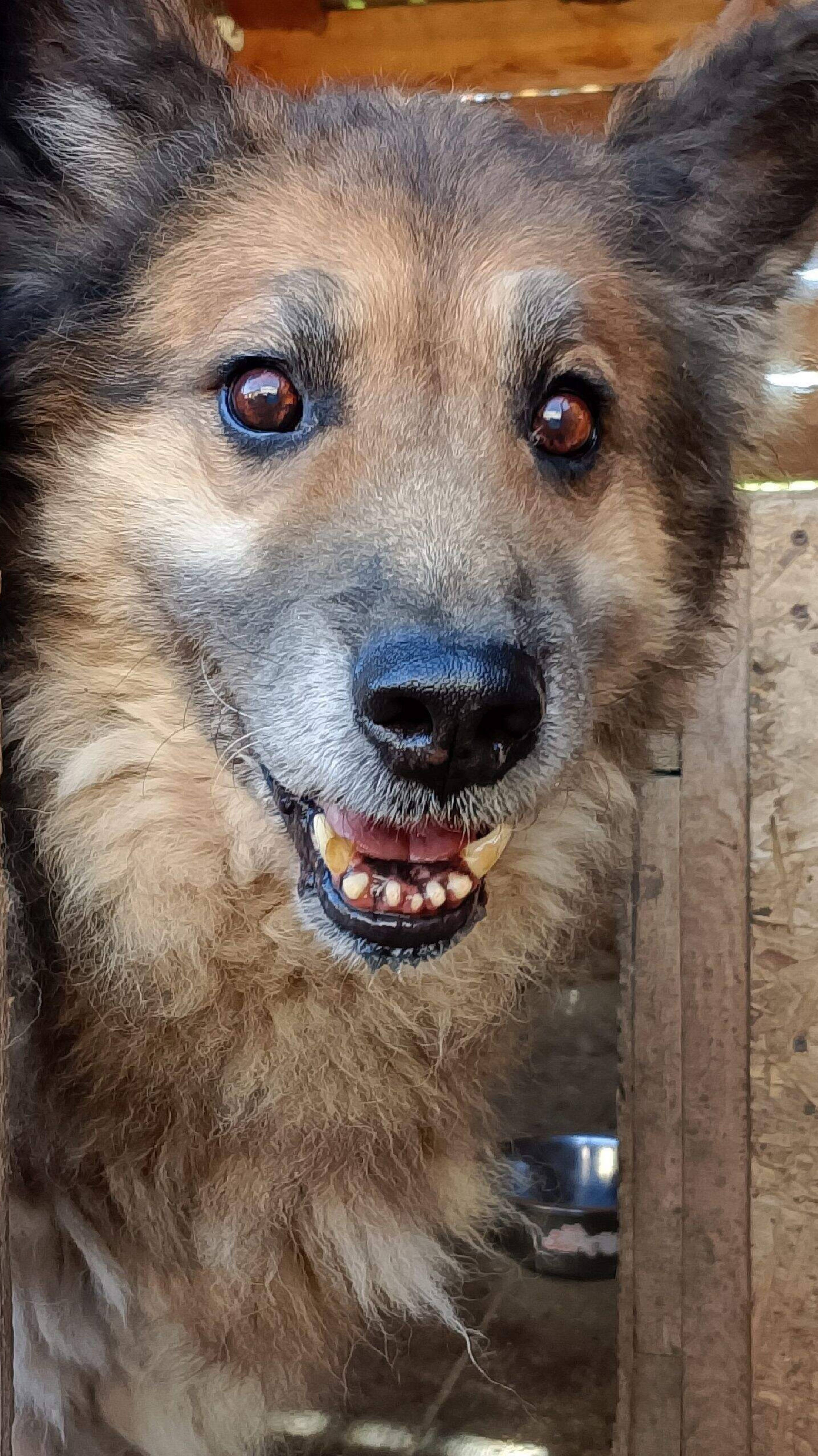 Спасти Рэма. Приют Бим.Омская область,Азово. Ирина Усова и её 136 собак,в основном старые, слепые,