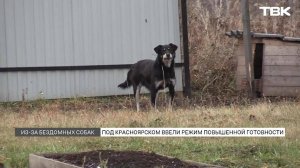 Репортаж из СНТ «Теремок», где собаки загрызли 10-летнего мальчика