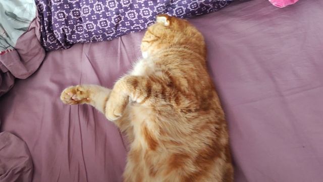 "А Оксанка где спит?" - "Да там, в углу ...на коврике" 😂😂😂 смотреть онлайн