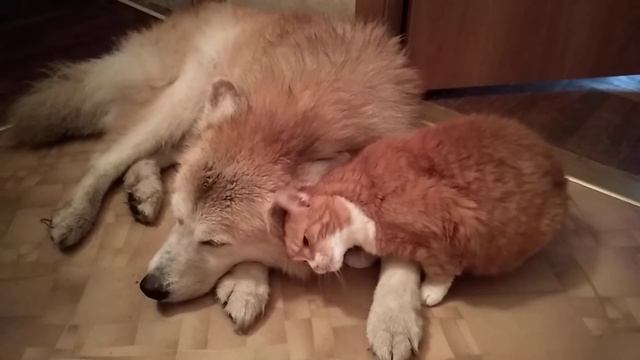 После прогулки под проливным дождём. Собираемся мыть лапочки. смотреть онлайн