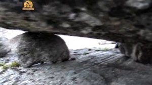 Гора Воттоваара сейды Карелия Мир Шамана