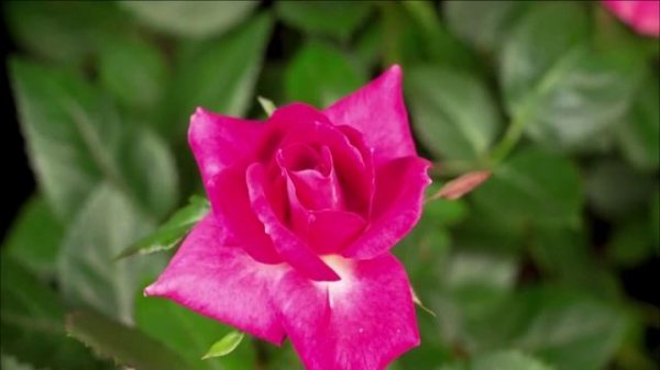 Музыка Сергей Грищук https://rutube.ru/video/84a346e8b5a7073fc5c437025255bacd/