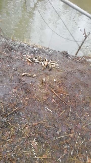 Ротан - монстр!!!