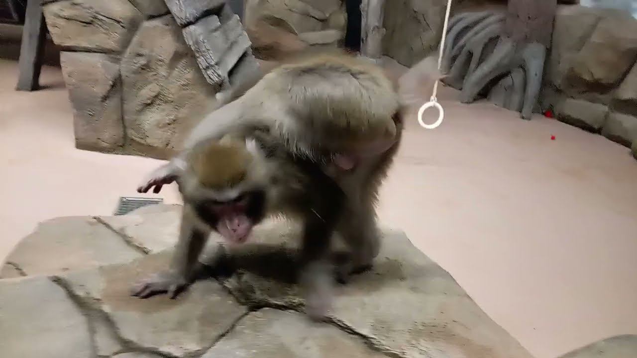 Пока Китана занималась гигиеной, Кайко танцевал, позировал и упражнялся йогой 27.10.2025 смотреть онлайн