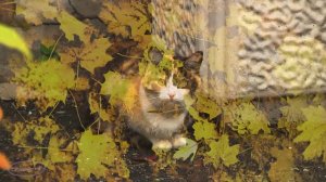 " Рыжий кот ворует Осень ... "  Музыкальная шкатулка