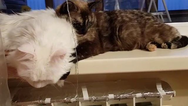 Леся и Сёма - Пригрелись после еды смотреть онлайн