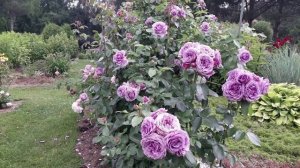 Роза Квиксильвер 2025 год