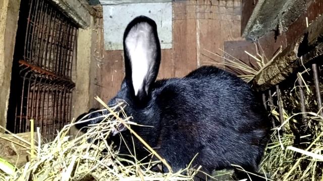 Молодая крольчиха с маленькими крольчатами