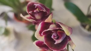 Столько всего🤪😳. Новые виды не только орхидеи. Посылка с моими новыми жителями (1)