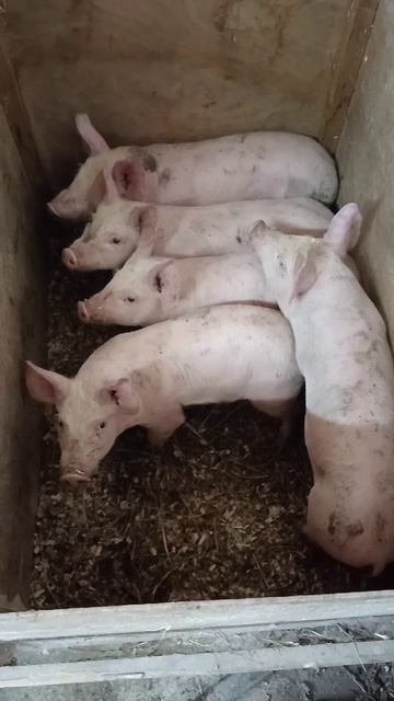 Пять девчонок на продажу в Гусь 29-10-2025