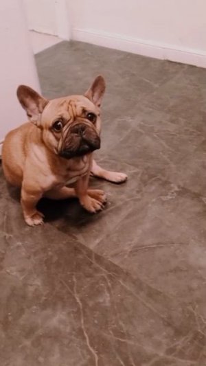 #французский_бульдог,#французик,#булька,#бульдожка,#французский_бульдог,#бульдог_французский