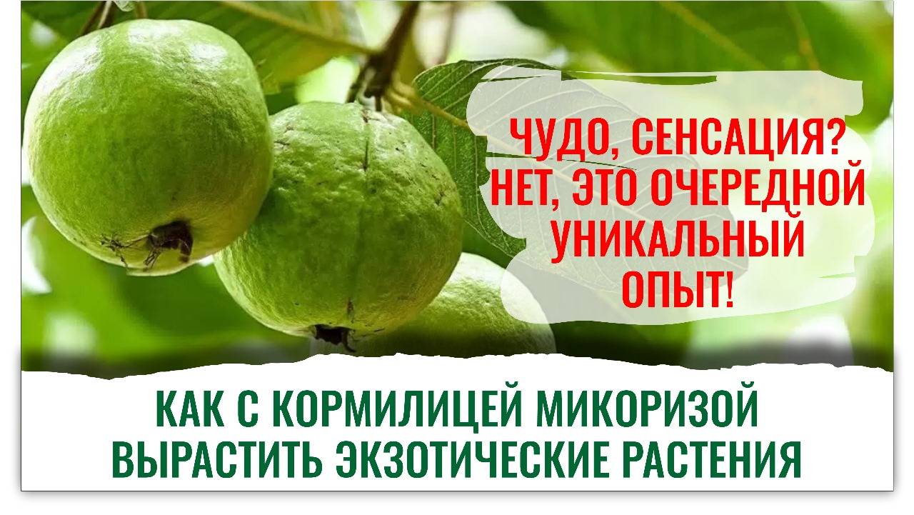 Опыты, давшие прекрасный результат! Замени импортные удобрения Кормилицей Микоризой. Смотри видео смотреть онлайн