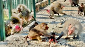 Педро КИНУЛСЯ ЗАЩИЩАТЬ Розиту от Мигеля - он совсем страх потерял! Дед воспитывает своих жен и детей